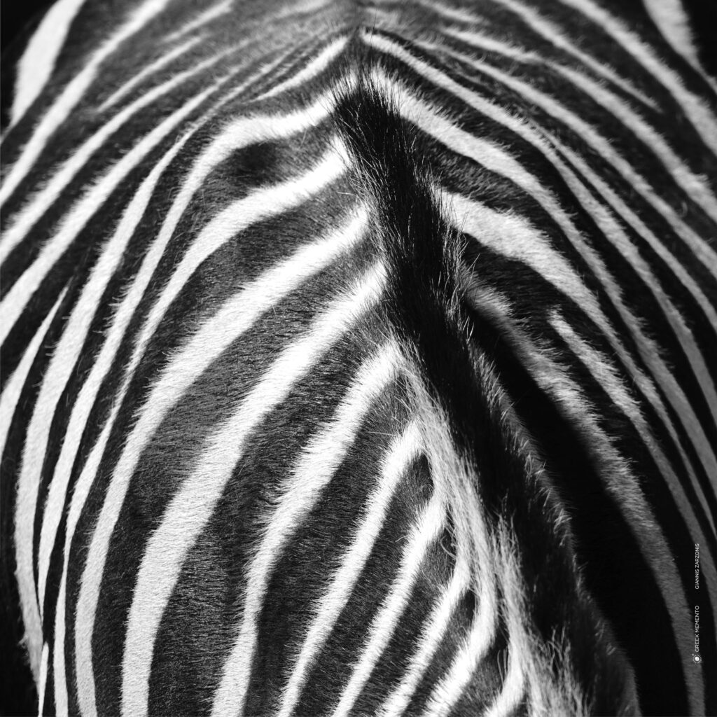 scarf-0022-ng-zebra-2