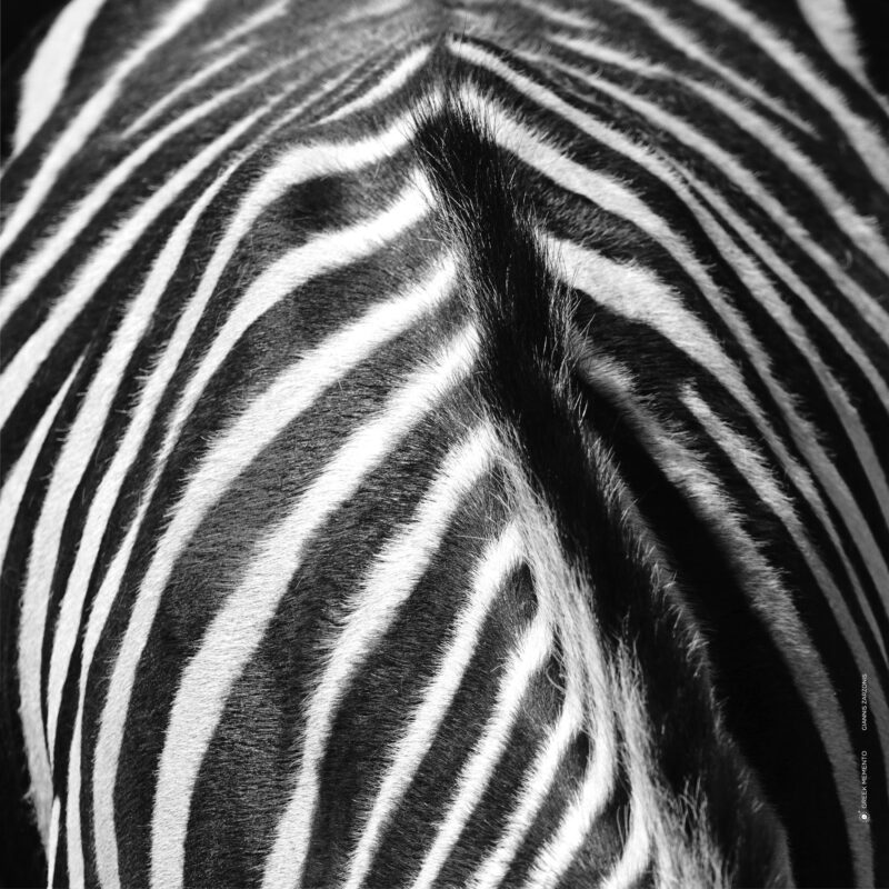 scarf-0022-ng-zebra-2